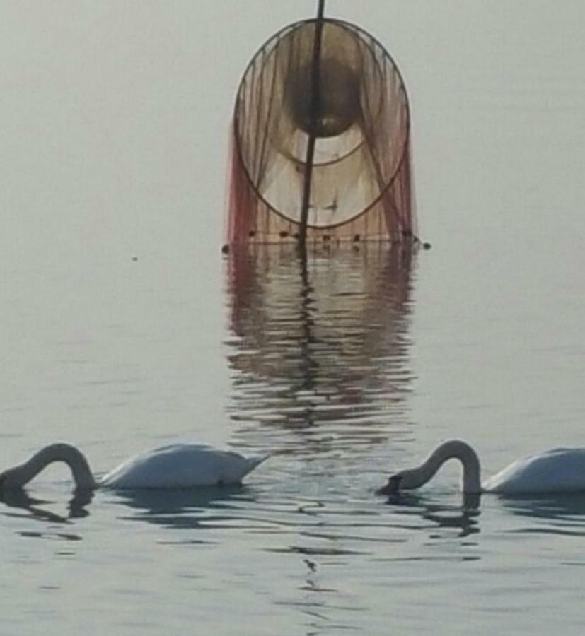 Apartmán I Tulipani Di Anna Castiglione del Lago Exteriér fotografie